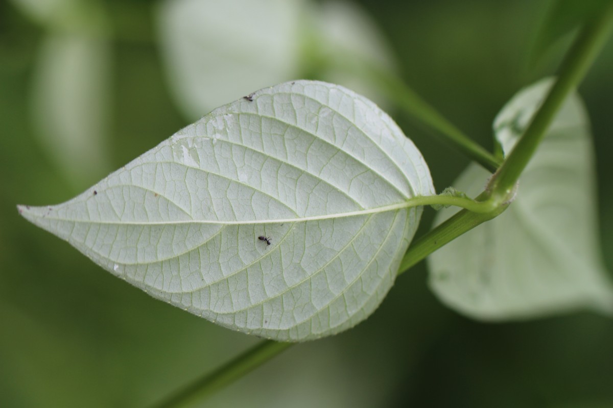 Asystasia gangetica (L.) T.Anderson